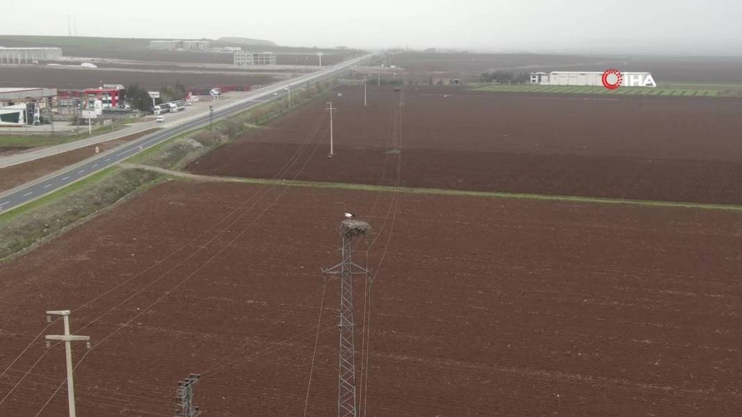 O kentte yüksek gerilim hattı direklerinde şoke eden görüntüler! 5 bin kilometre yoldan geldiler 13